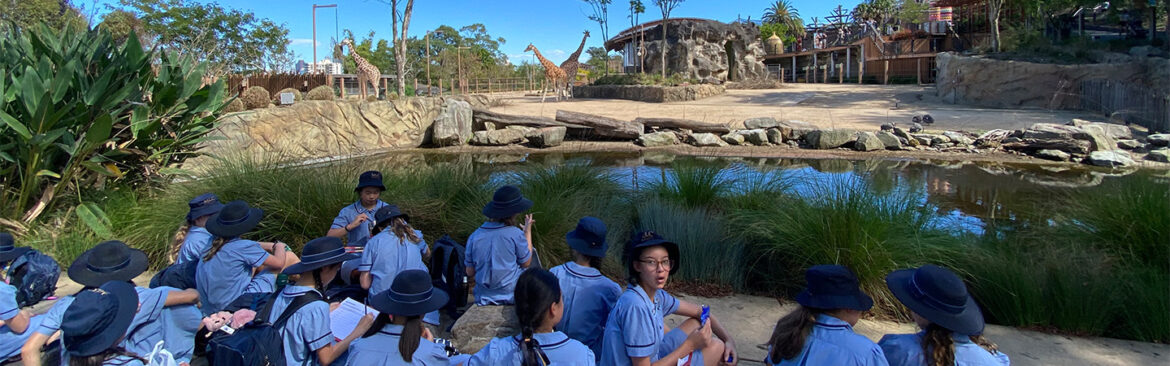 Year 6 Visit to Taronga Zoo