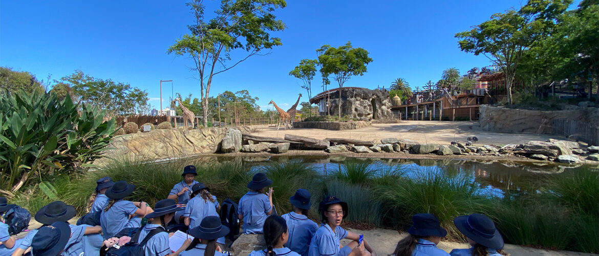 Year 6 Visit to Taronga Zoo