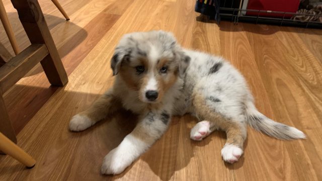 New Barry House Member