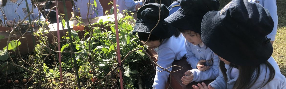 Pre-K and the Beanstalk