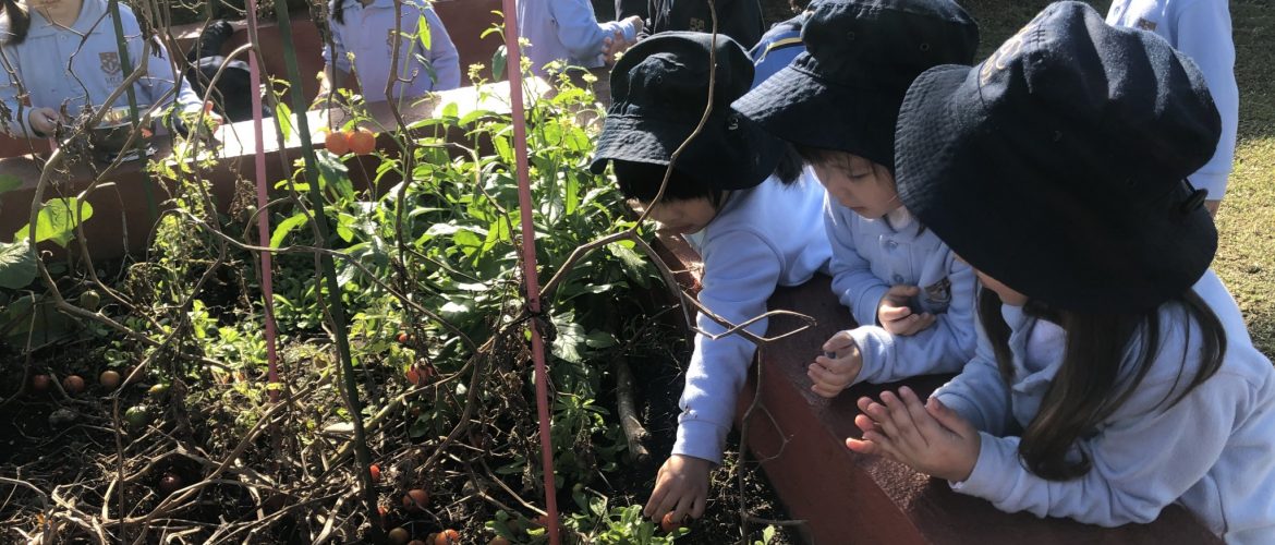 Pre-K and the Beanstalk