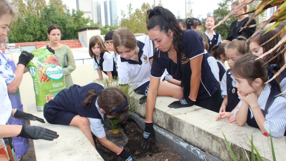 From the Primary School – Xanthorrhoea Tree comes to SCEGGS
