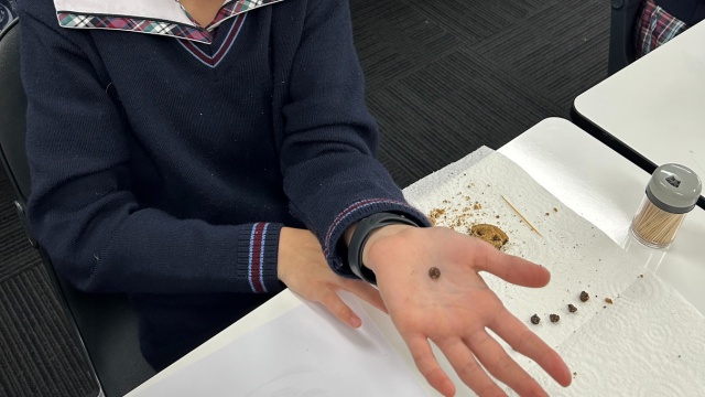Year 7 History: Cookie Excavation