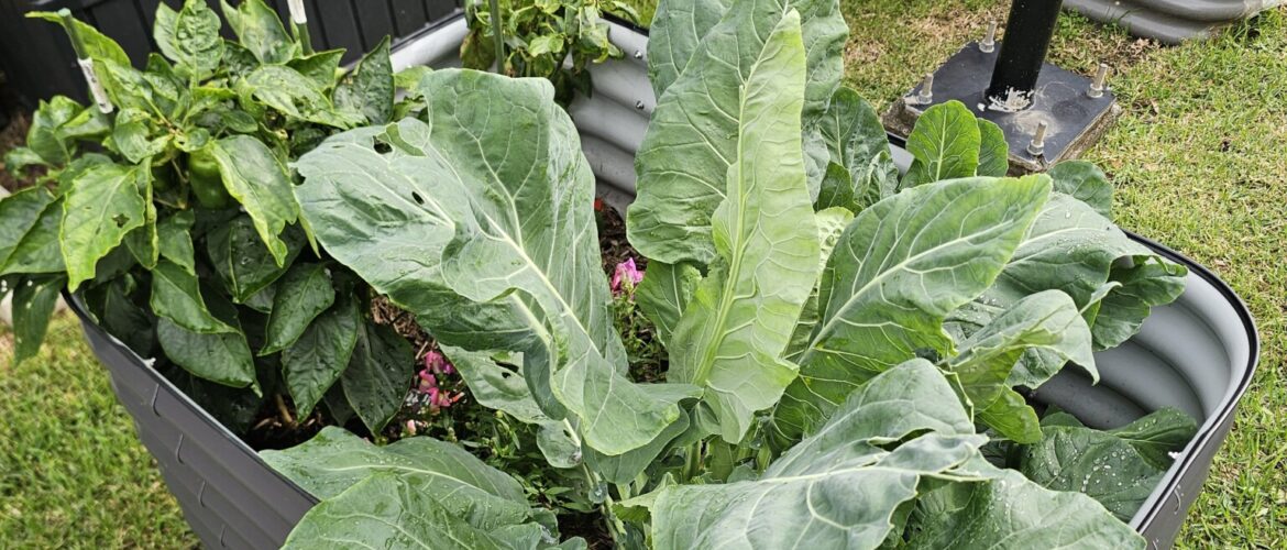 Laudato Si’ Garden Update