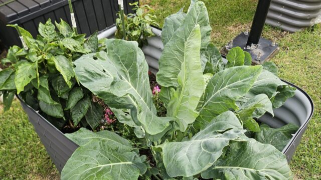 Laudato Si’ Garden Update