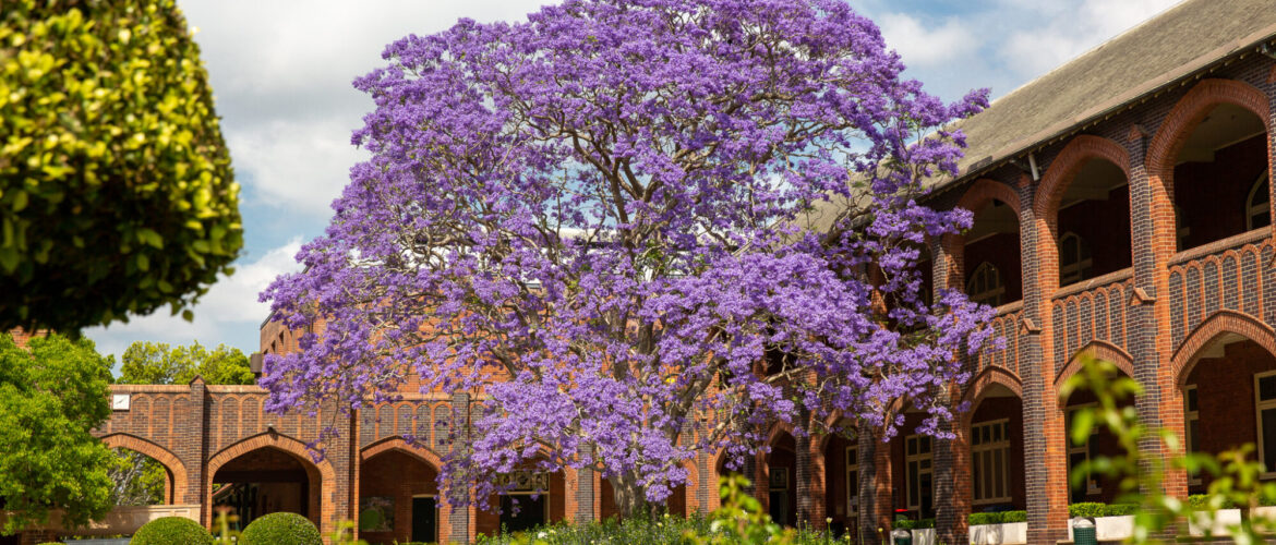 Our Jacaranda is now 78!