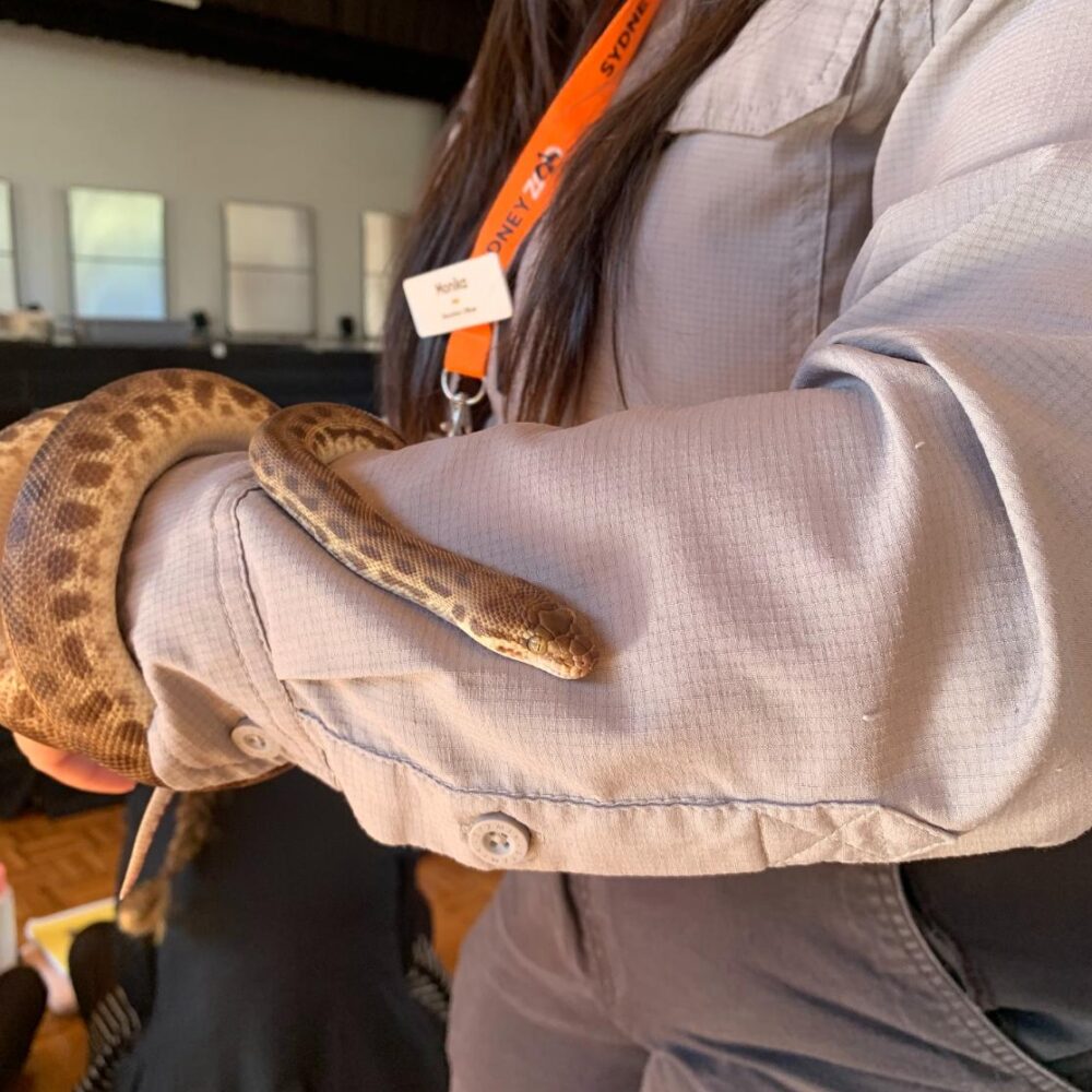 Scales, feathers, and fettuccine: Year 7 meets the wild side of Science