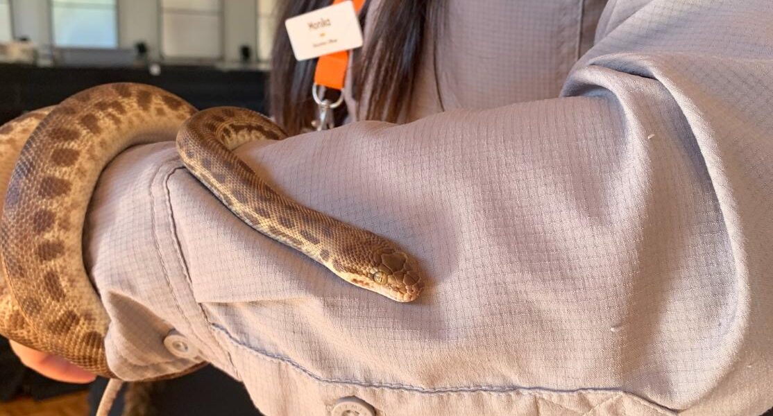 Scales, feathers, and fettuccine: Year 7 meets the wild side of Science