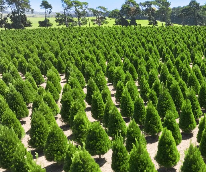 Pre-order Christmas Trees