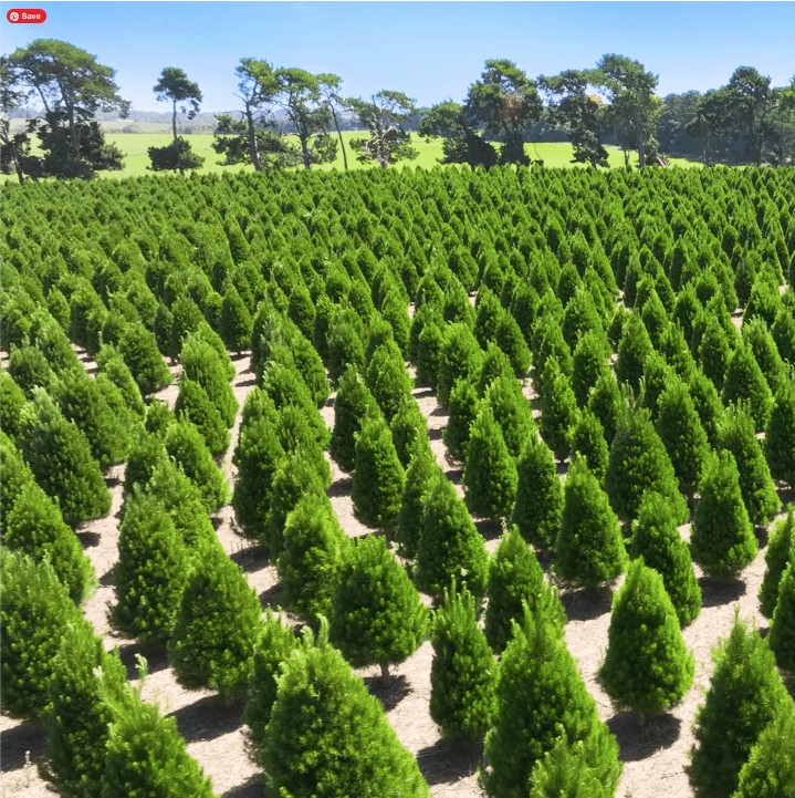 Pre-order Christmas Trees