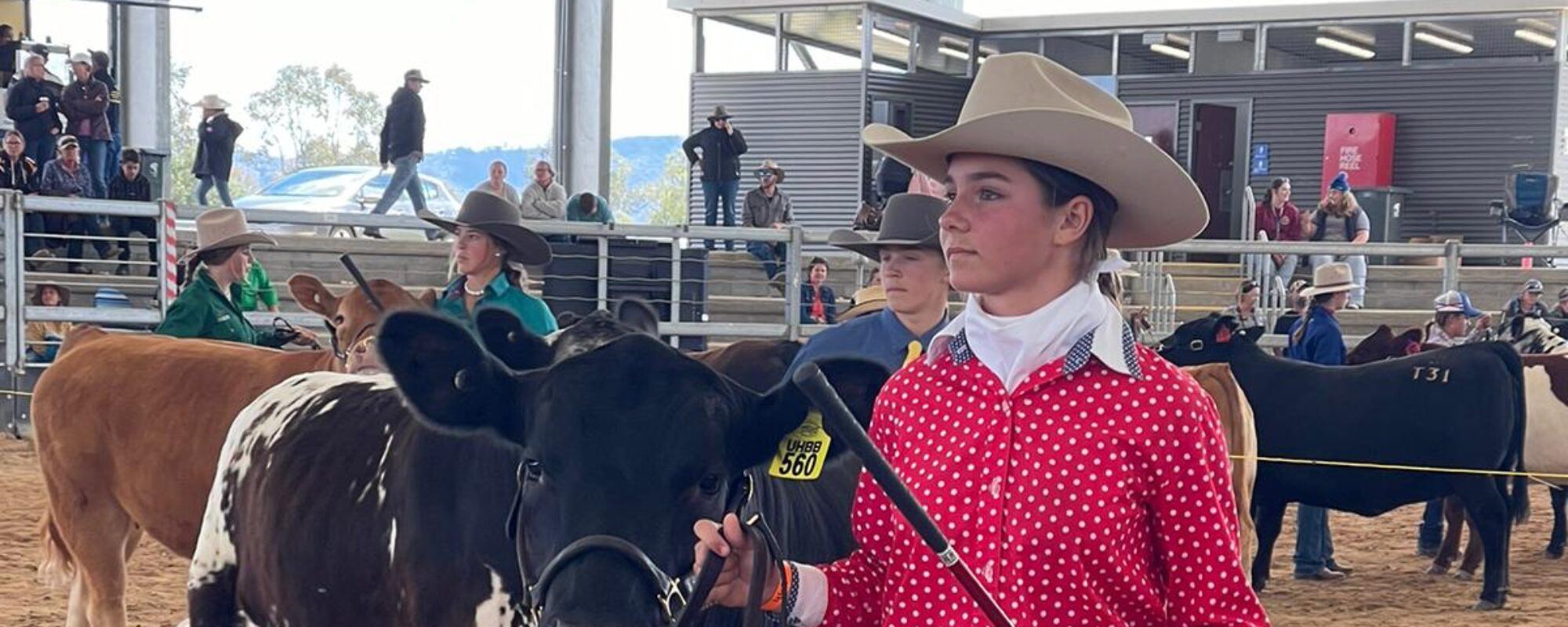 Extended Learning: Cattle Team