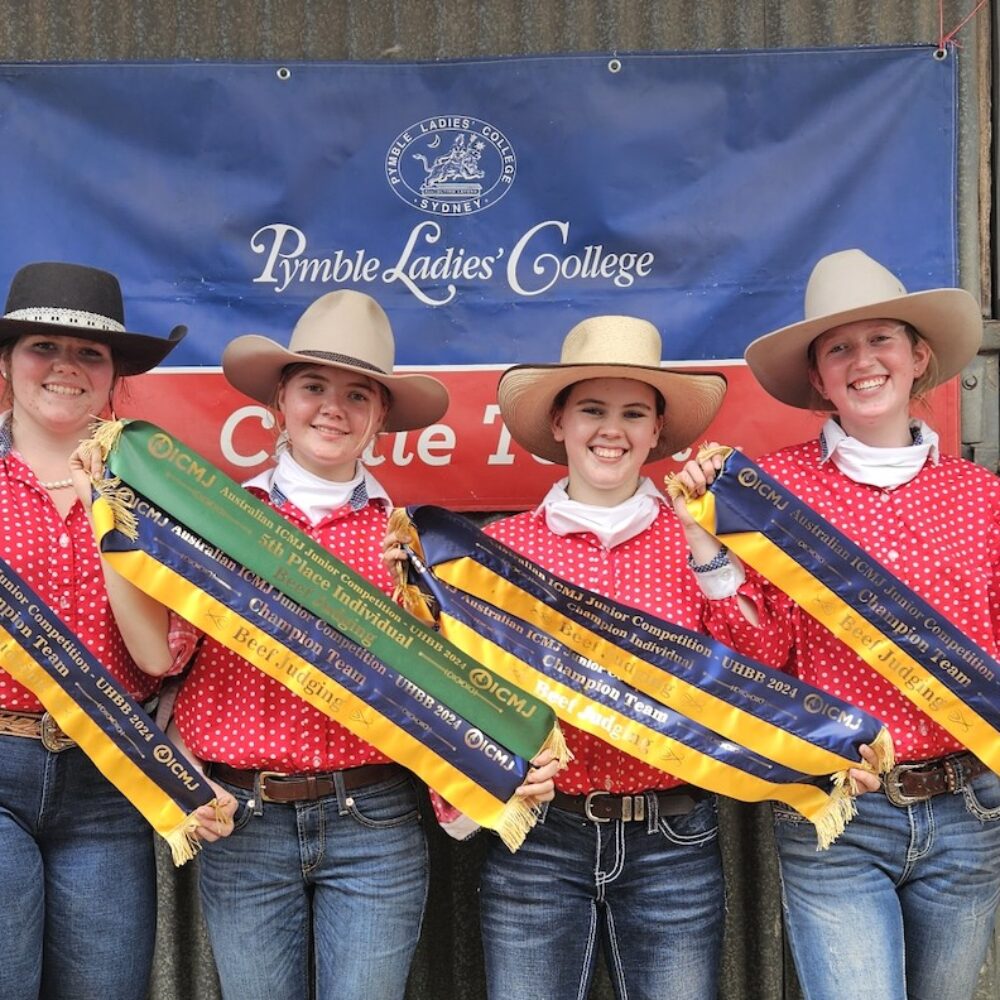 Cattle Team