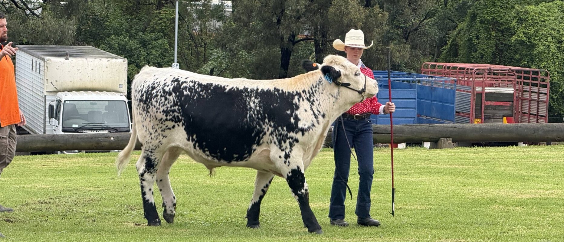 Cattle Team