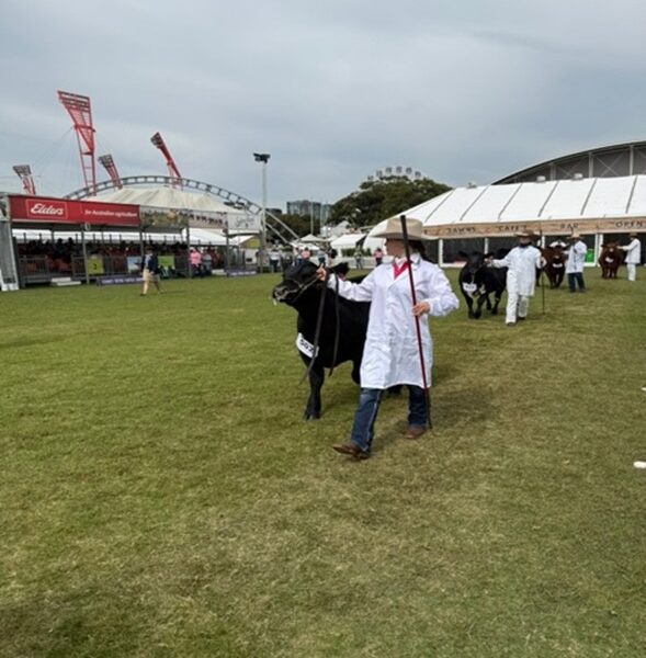 Cattle Club