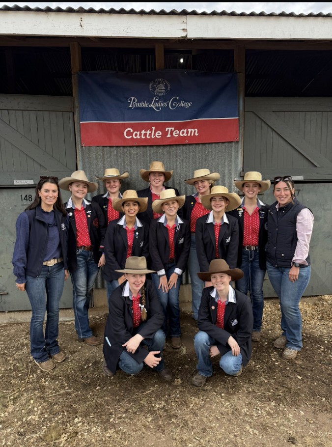 Cattle Team