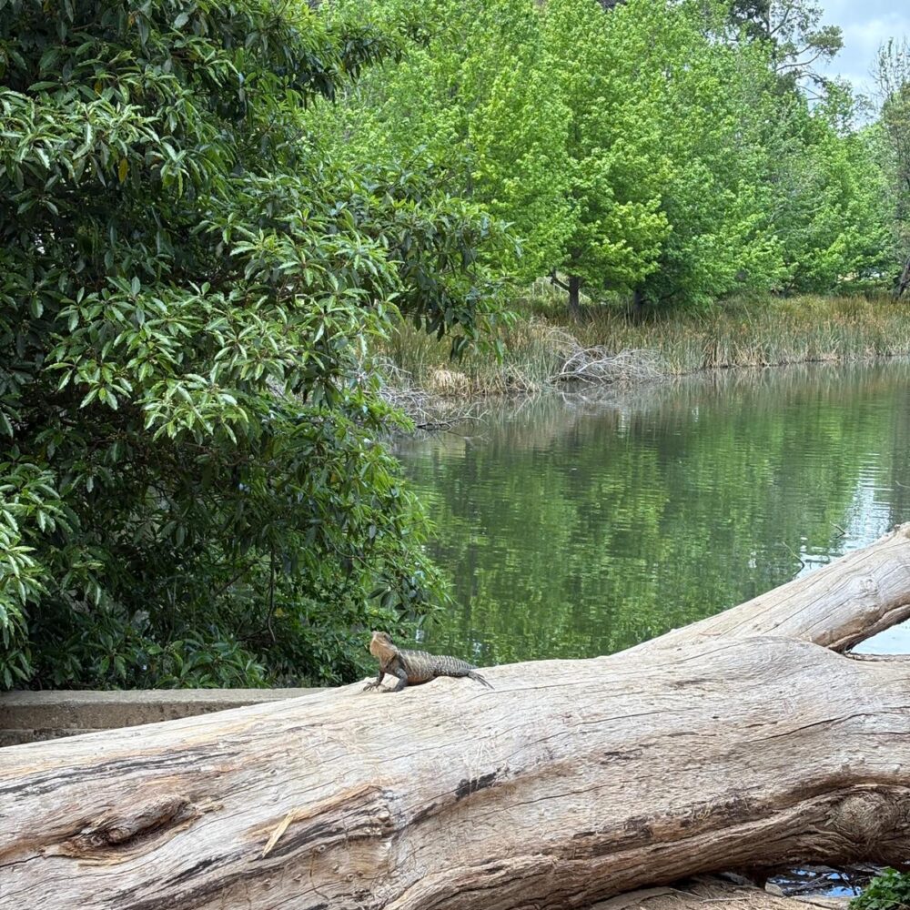 Junior School OLE! Week (K-2)