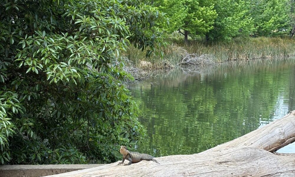 Junior School OLE! Week (K-2)