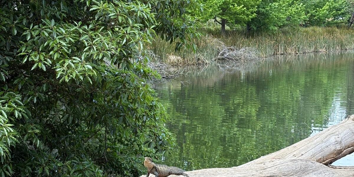 Junior School OLE! Week (K-2)